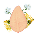 Shampoo Solido Tiglio e Achillea